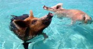 Bahamas pigs cycling in water Exumas Islands
